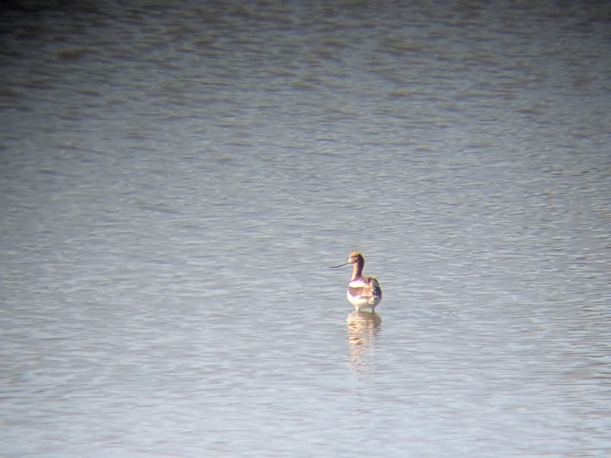 American Avocet - ML659854494
