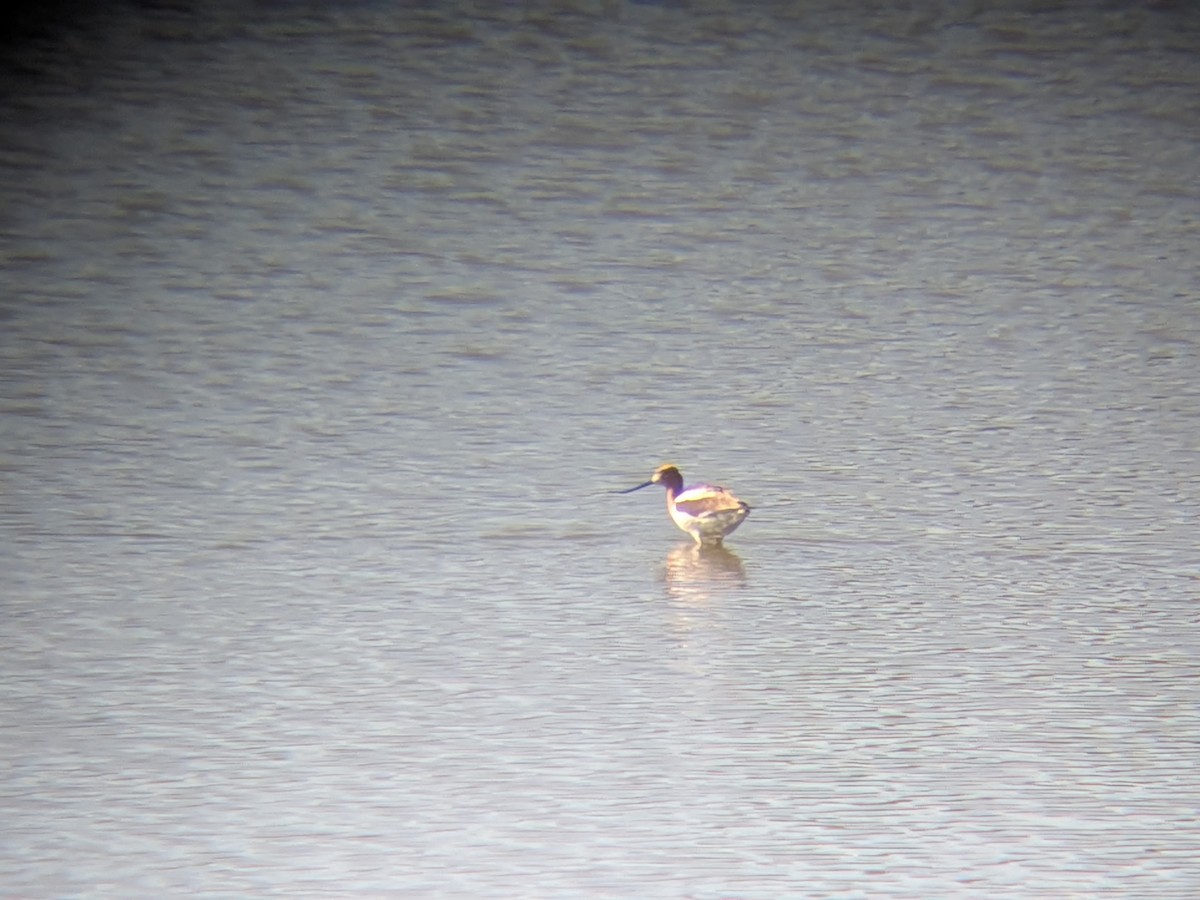 American Avocet - ML659854496