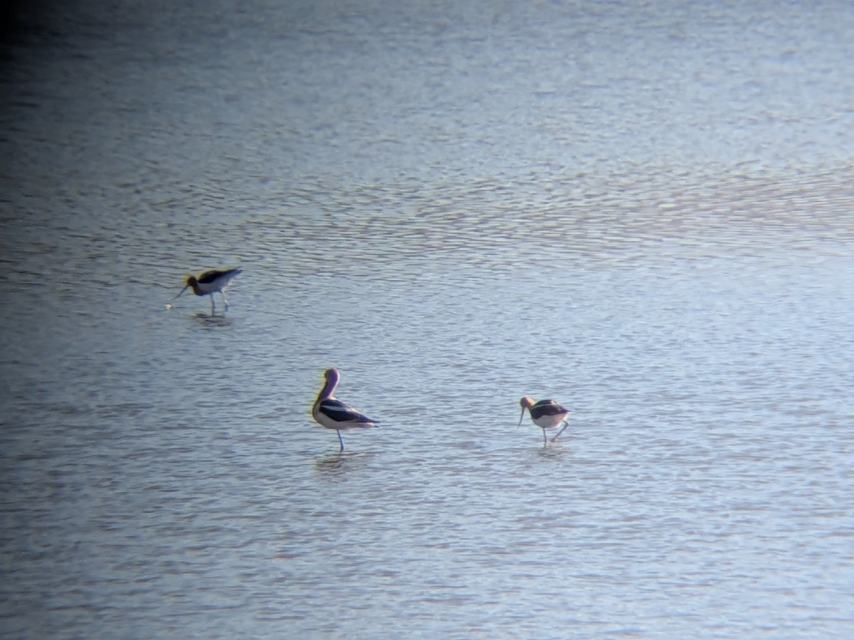 American Avocet - ML659854498