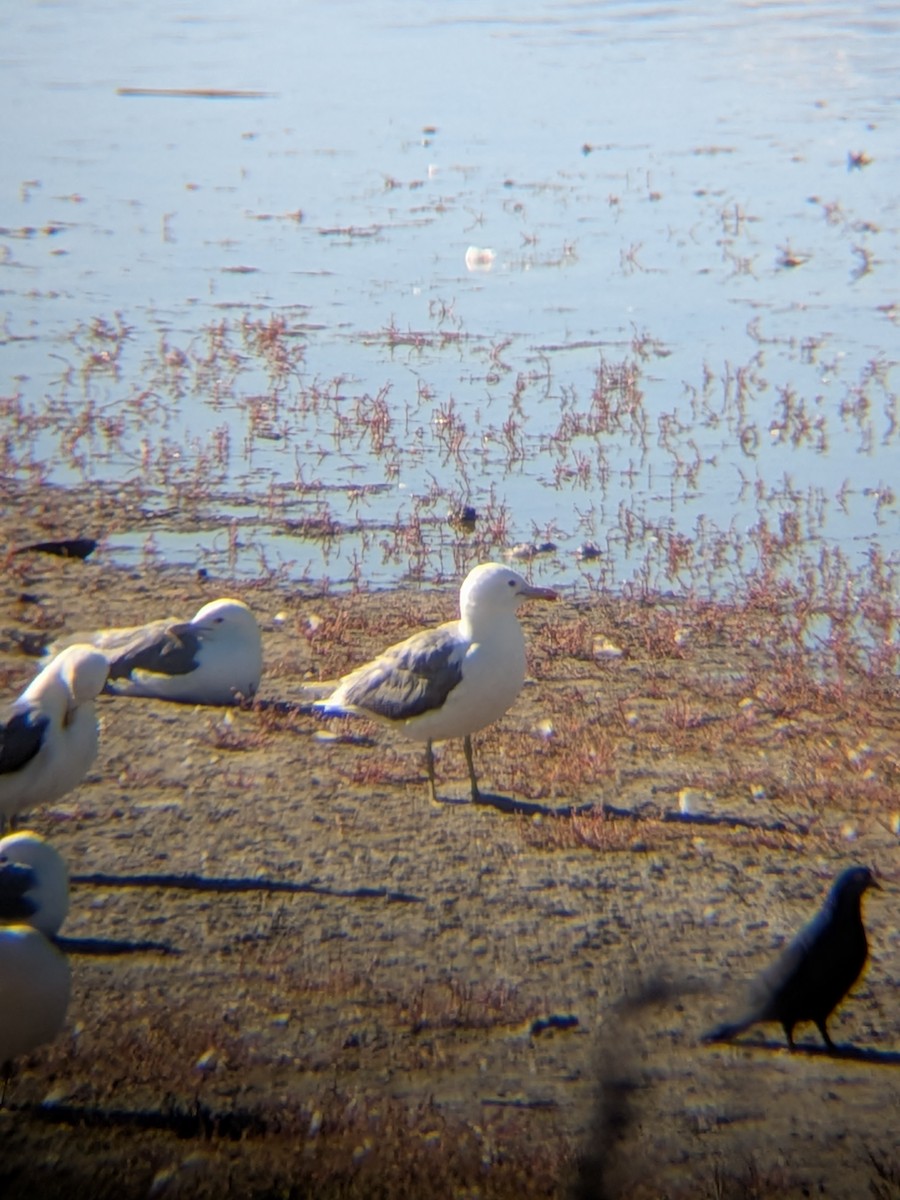 California Gull - ML659854505