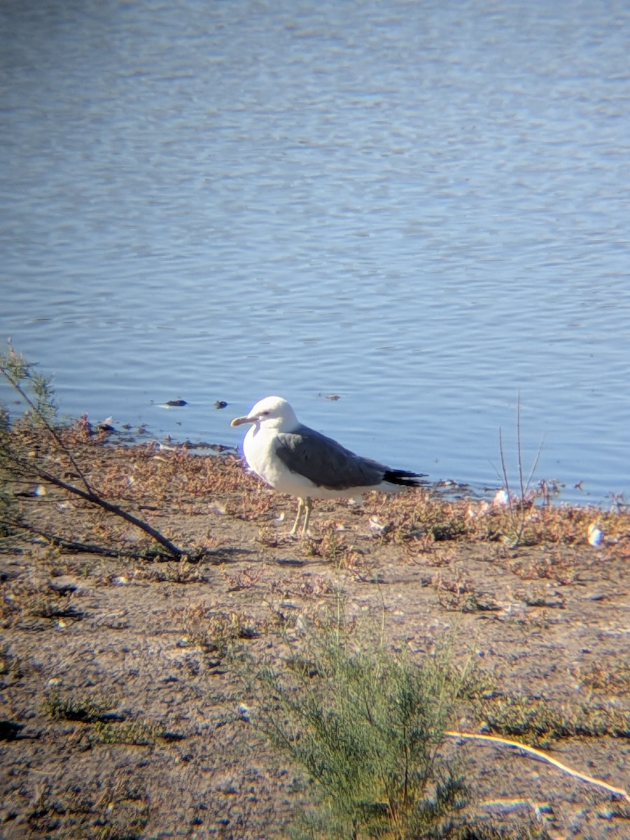 California Gull - ML659854507