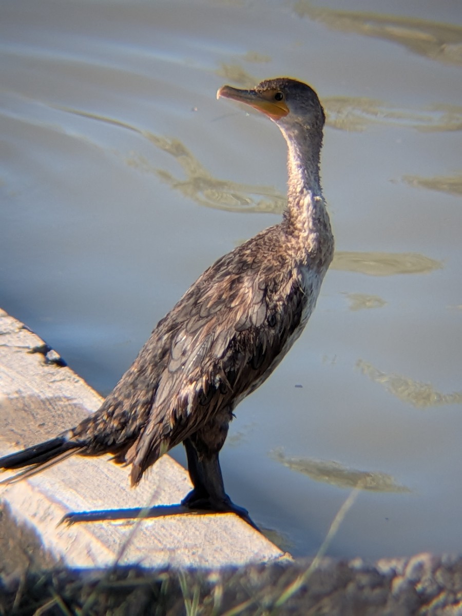 Double-crested Cormorant - ML659854517