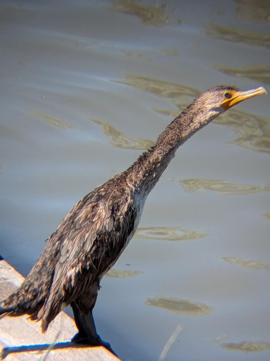 Double-crested Cormorant - ML659854519