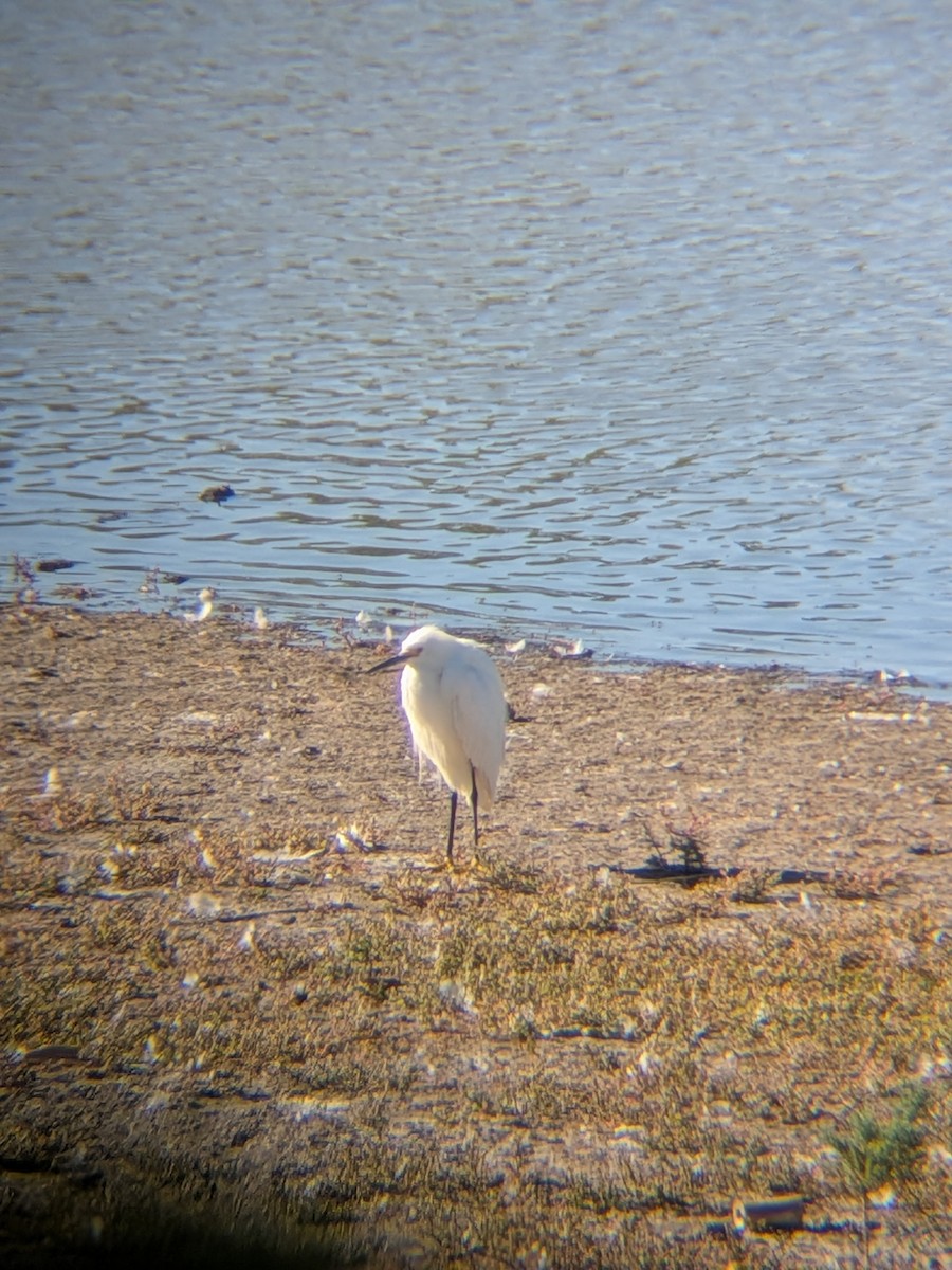 Snowy Egret - ML659854523