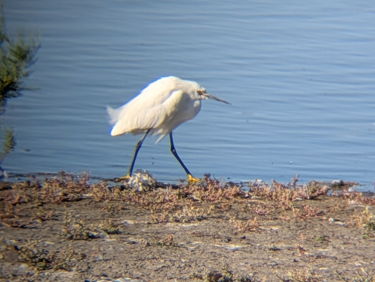 Snowy Egret - ML659854528