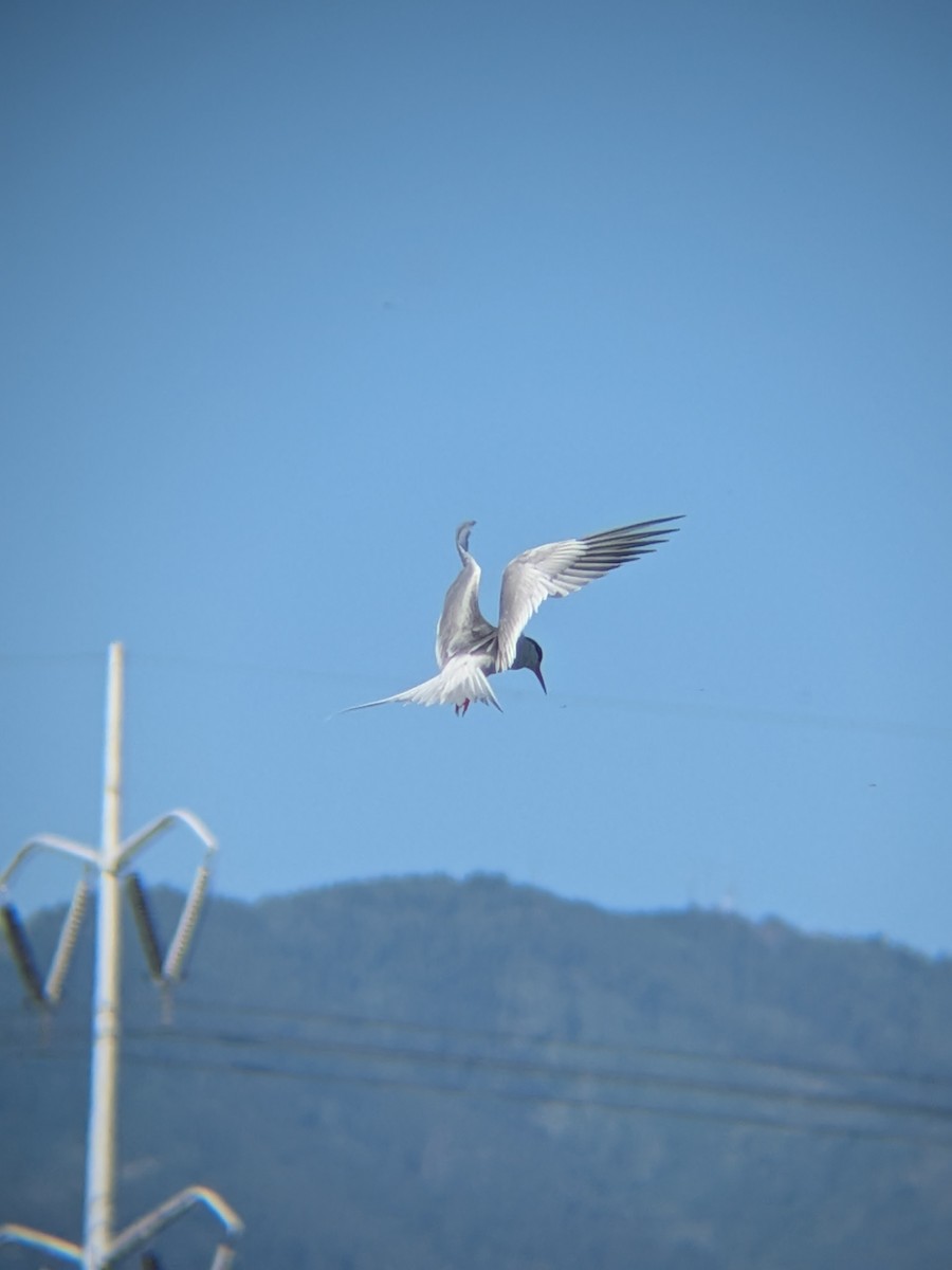 Forster's Tern - ML659854529