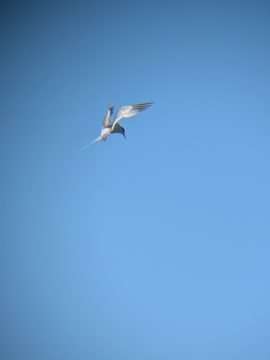 Forster's Tern - ML659854532