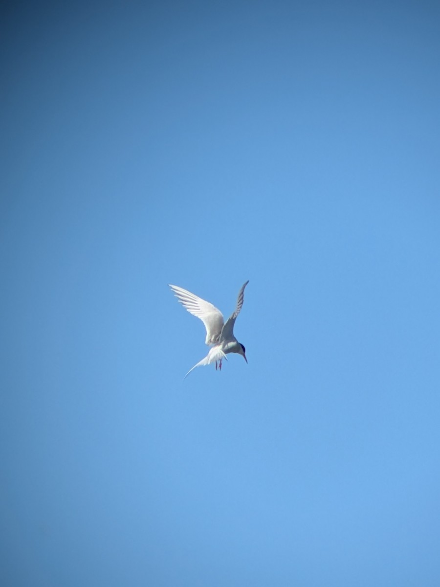 Forster's Tern - ML659854535