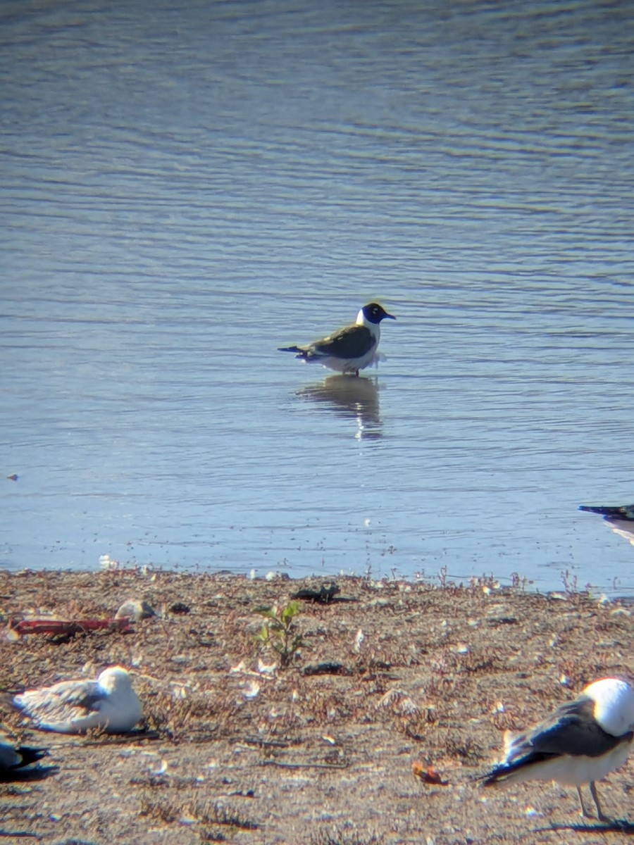 Franklin's Gull - ML659854540