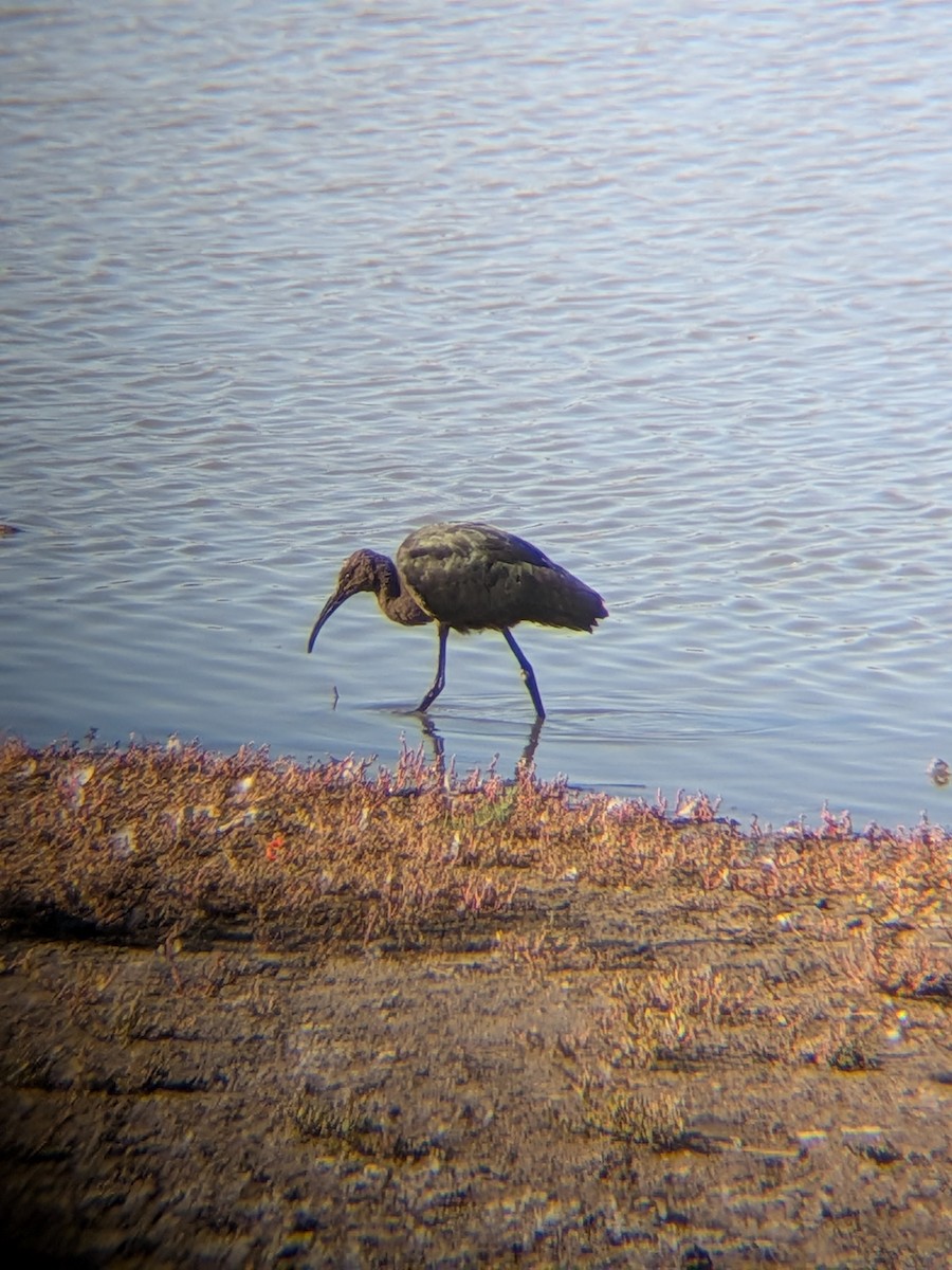White-faced Ibis - ML659854544