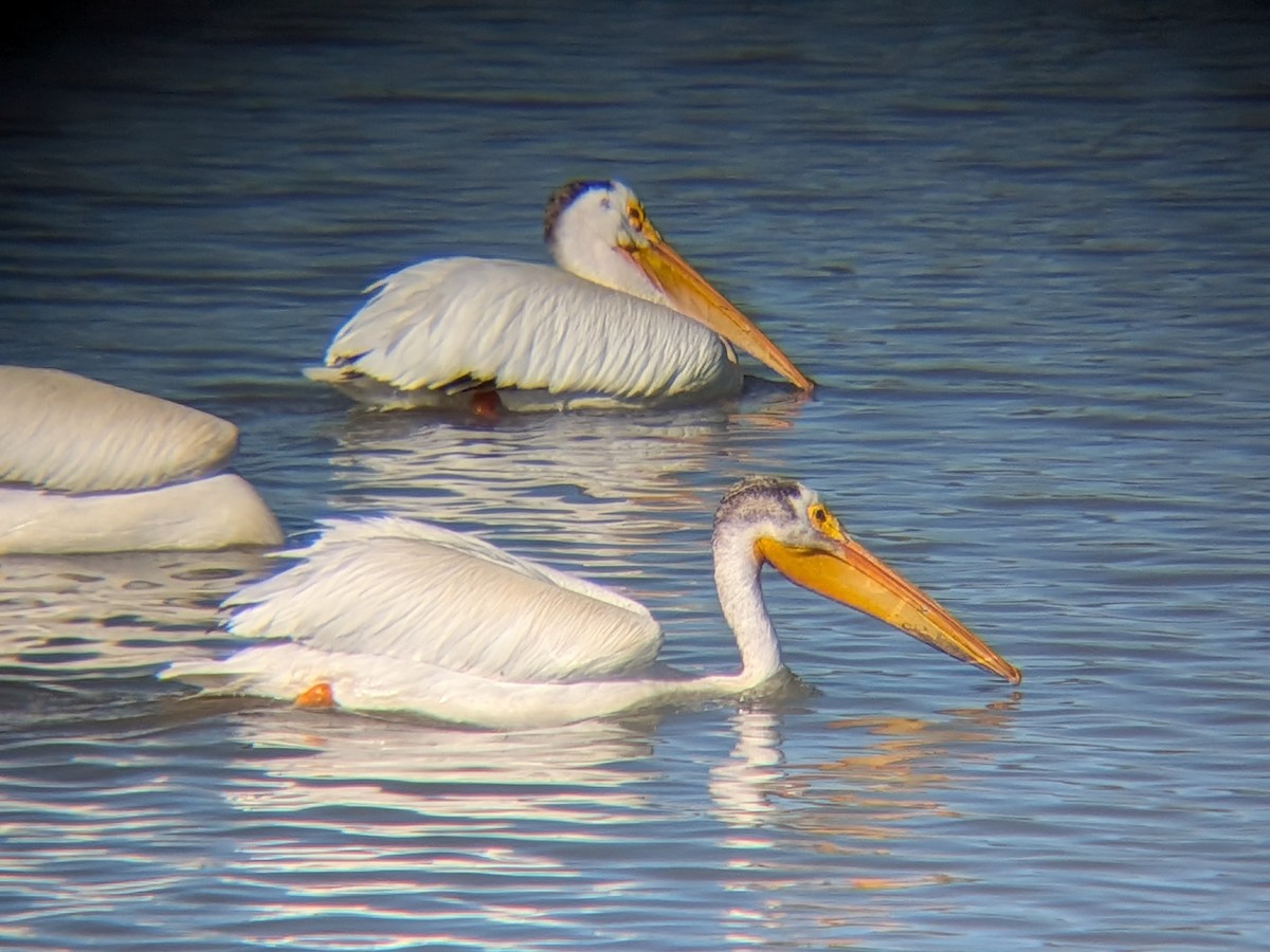 American White Pelican - ML659854554
