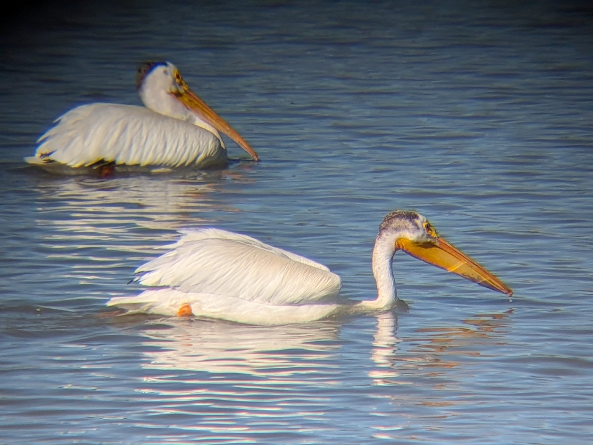 American White Pelican - ML659854555