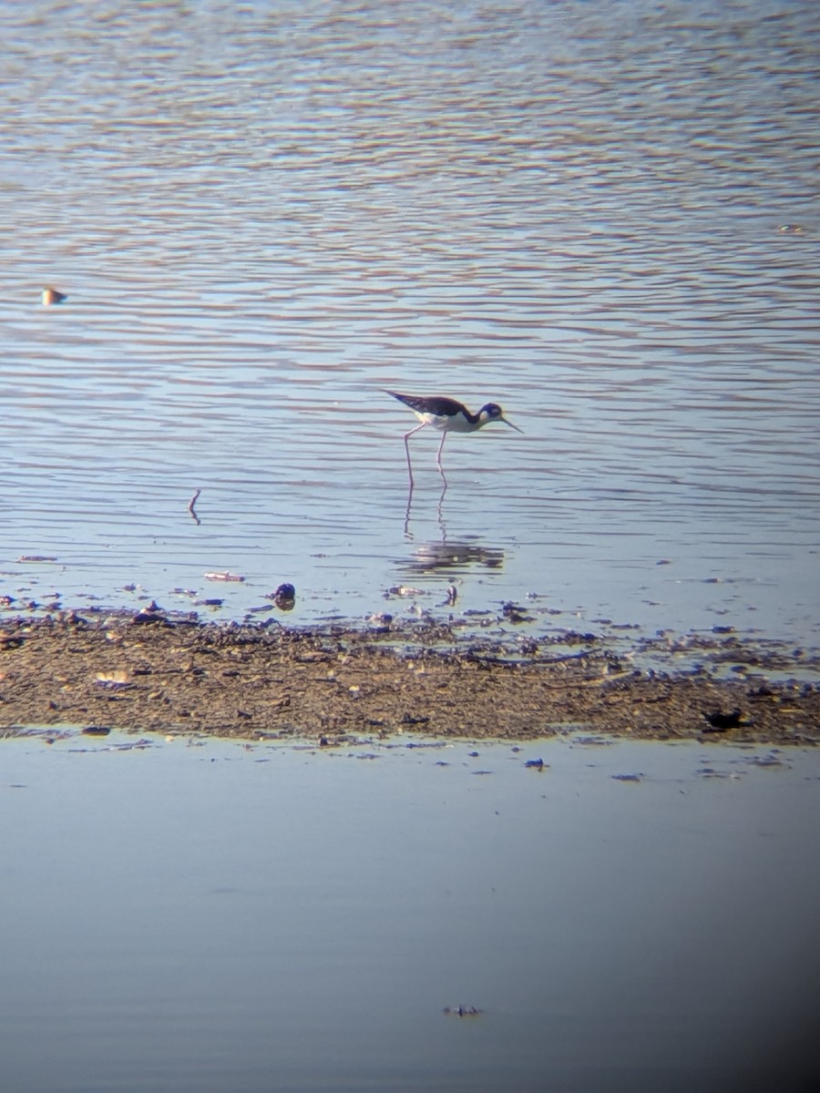 Black-necked Stilt - ML659854557