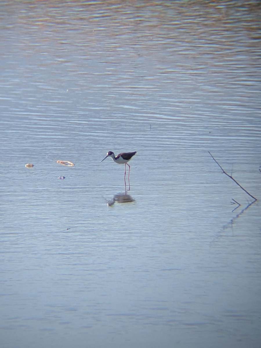 Black-necked Stilt - ML659854558