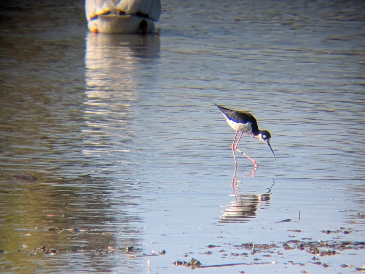 Black-necked Stilt - ML659854559