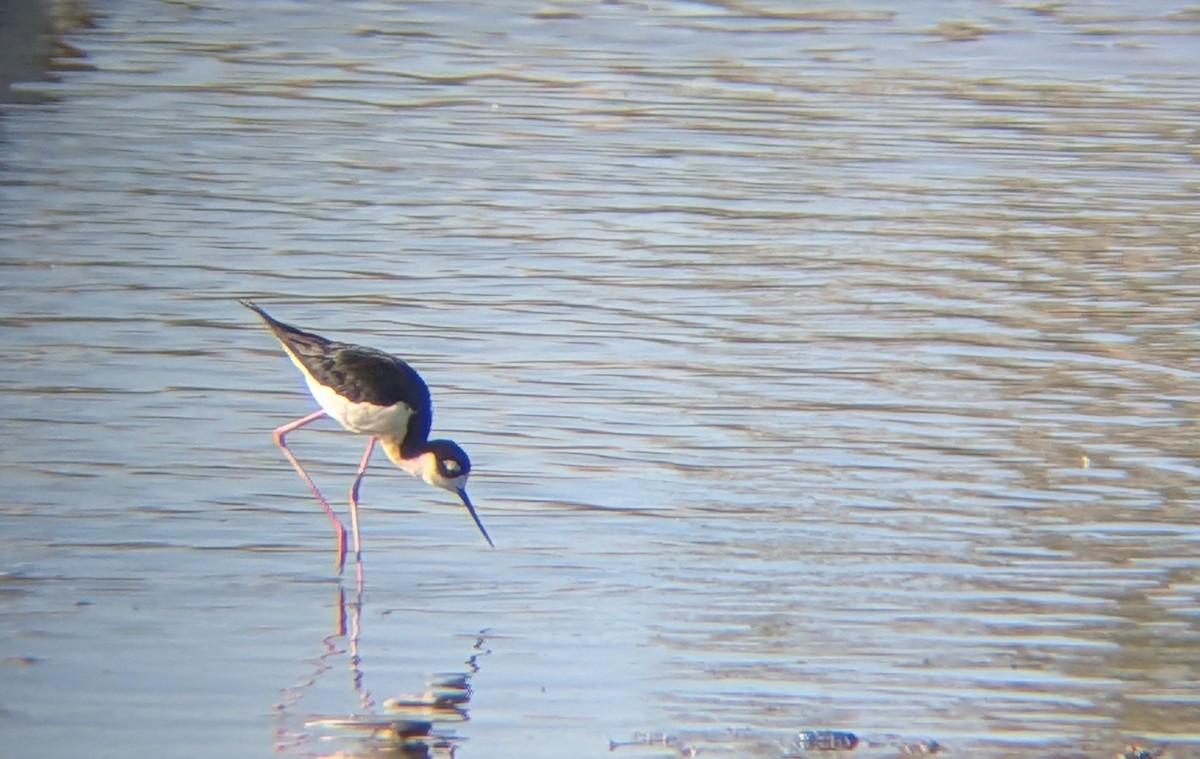 Black-necked Stilt - ML659854560