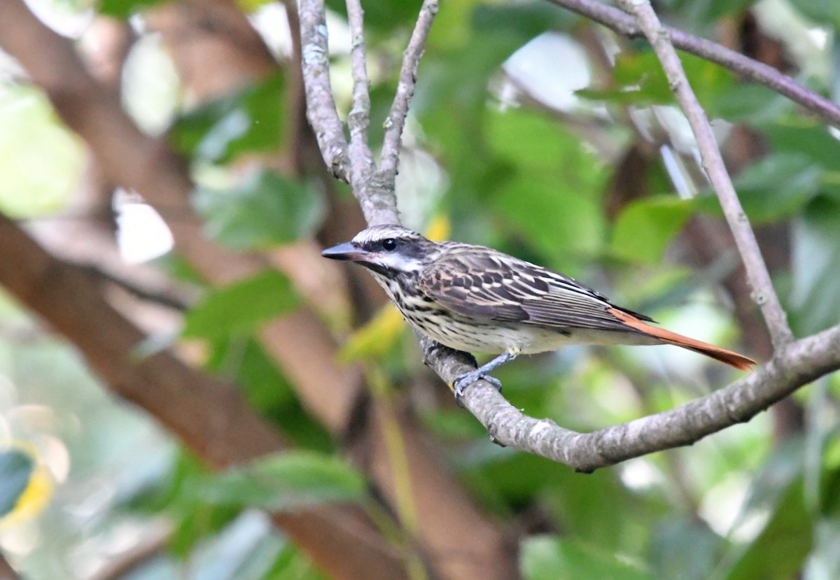 Sulphur-bellied Flycatcher - ML65985511