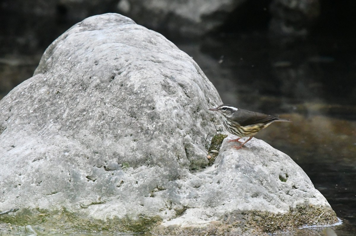 Louisiana Waterthrush - ML65985581