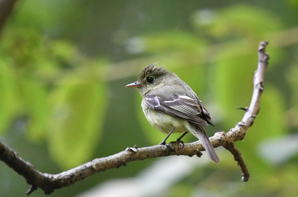 Yellow-bellied Flycatcher - ML65985831