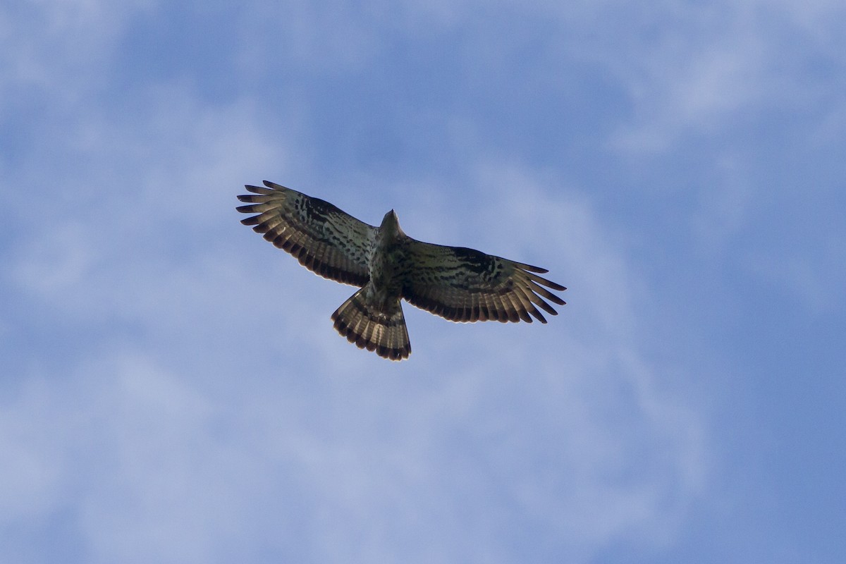 European Honey-buzzard - ML659859175