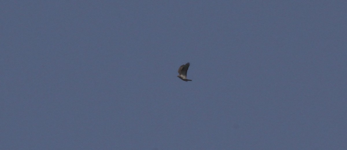 European Honey-buzzard - ML659861184