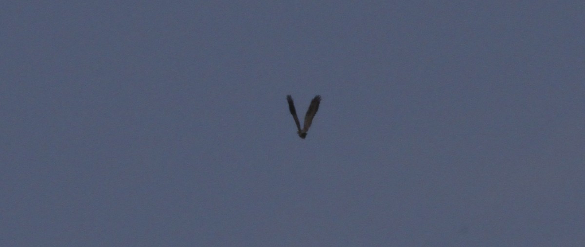 European Honey-buzzard - ML659861187