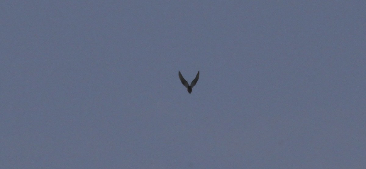 European Honey-buzzard - ML659861210