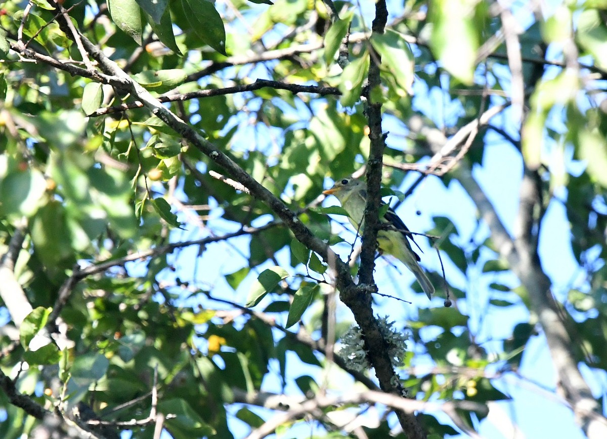 Western Flycatcher (Cordilleran) - ML65986241