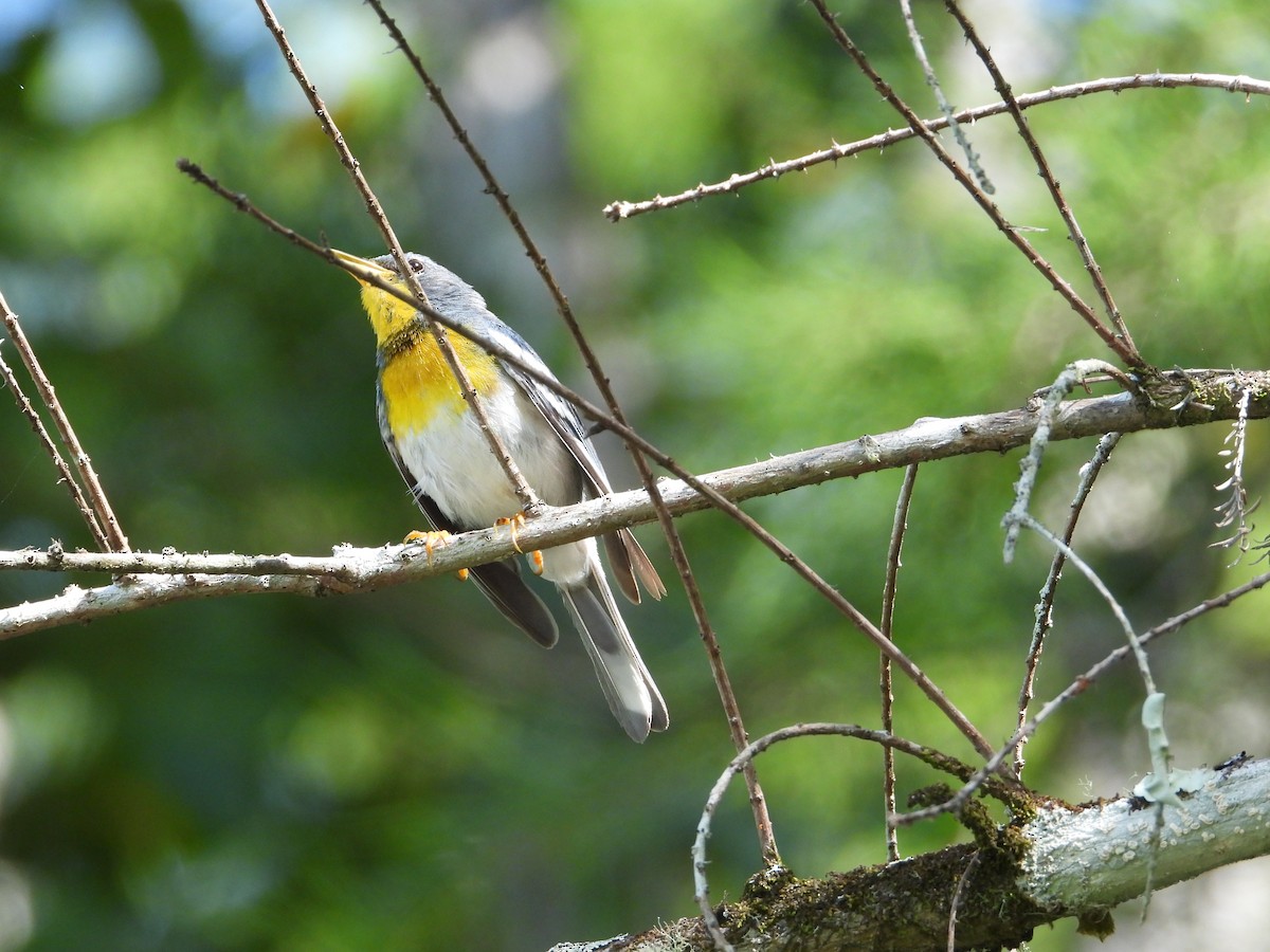 Northern Parula - ML659863620