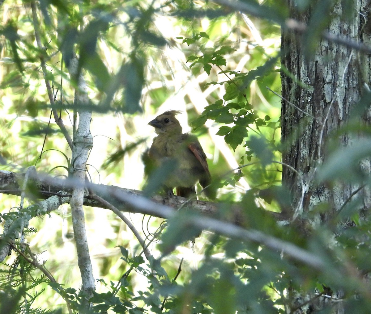 Northern Cardinal - ML659863677