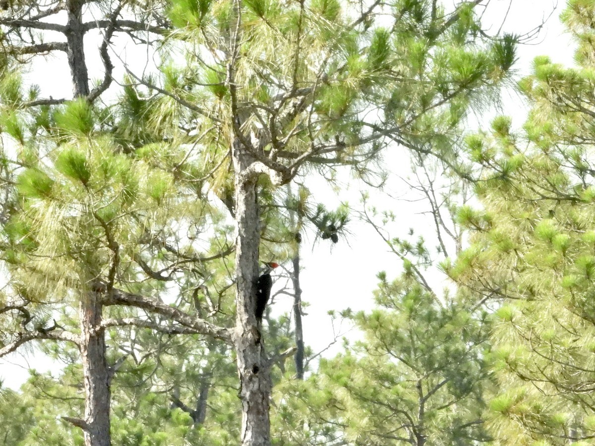 Pileated Woodpecker - ML659863925