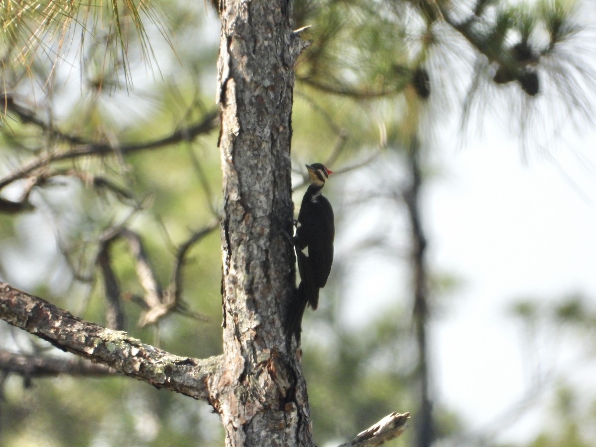 Pileated Woodpecker - ML659863926
