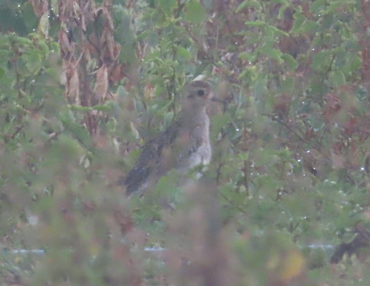 Pacific Golden-Plover - ML659864444