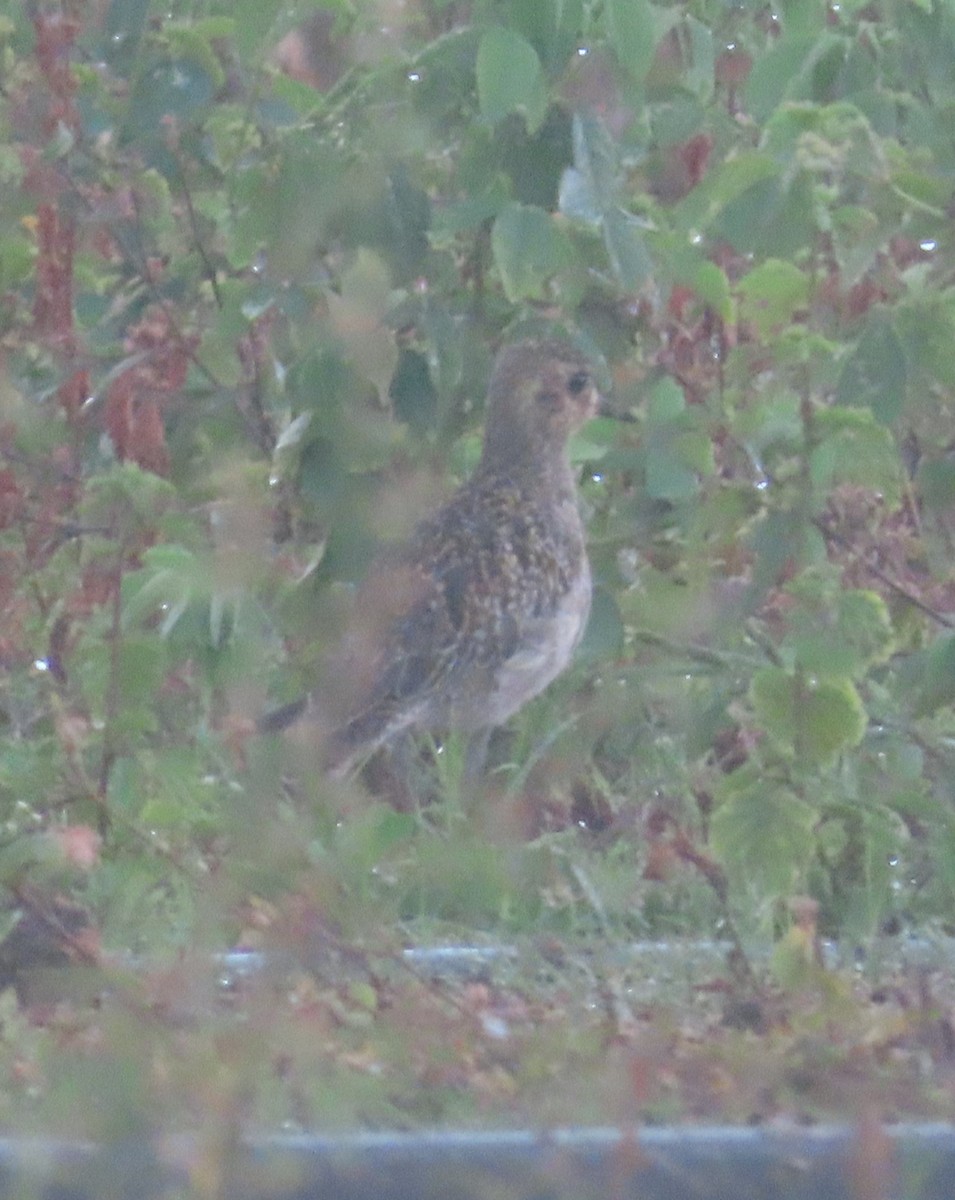 Pacific Golden-Plover - ML659864445
