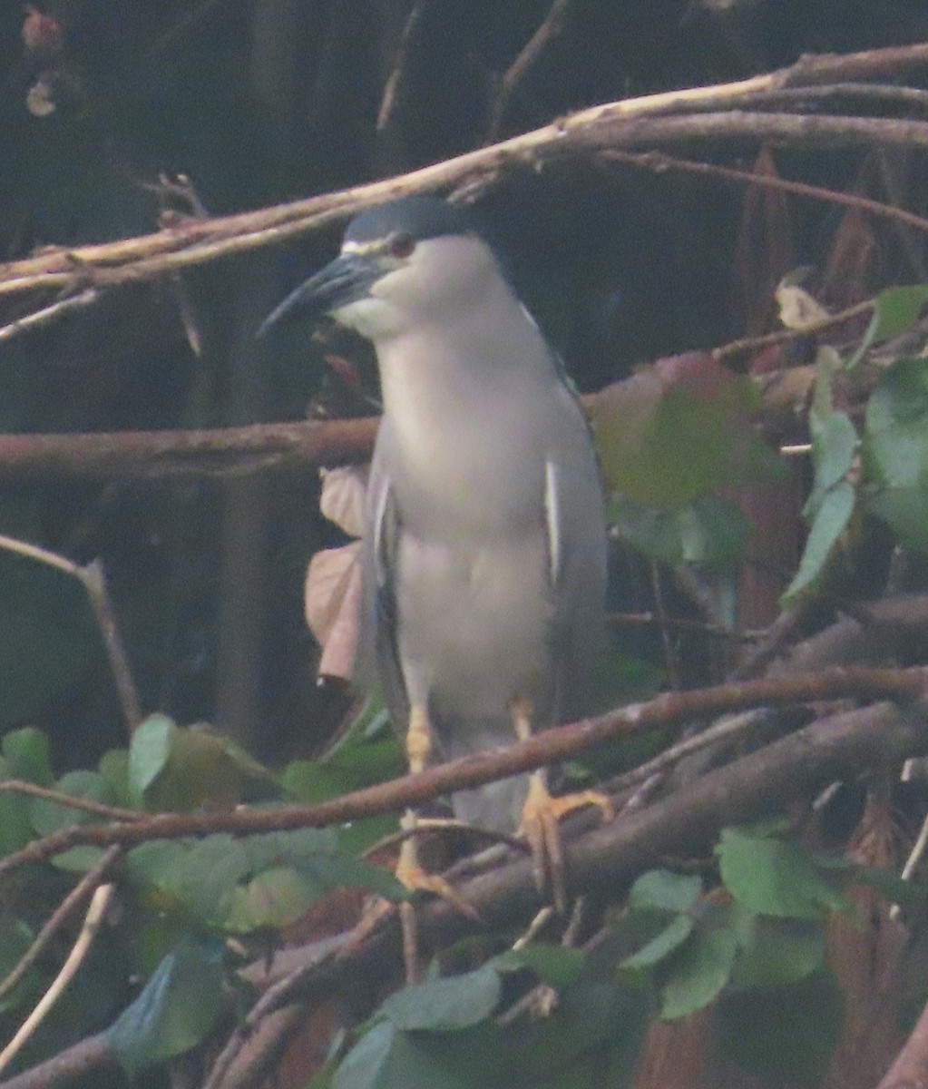 Black-crowned Night Heron - ML659864482