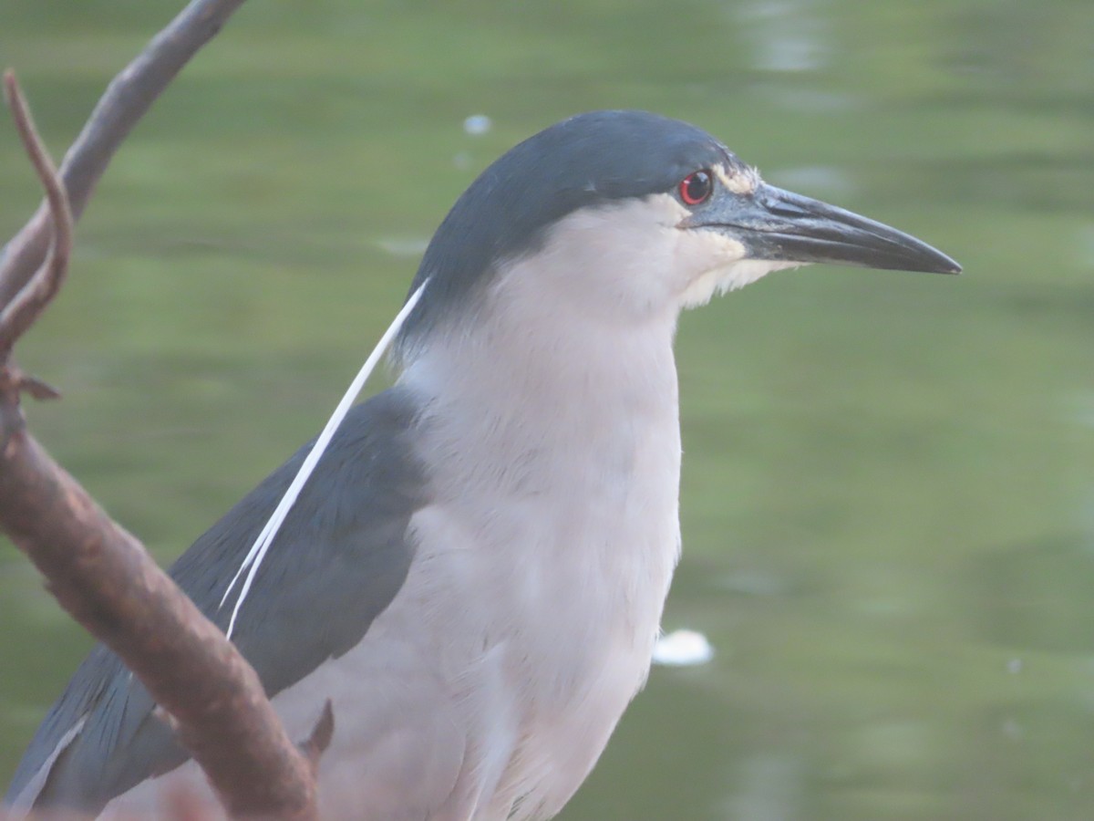 Black-crowned Night Heron - ML659864483