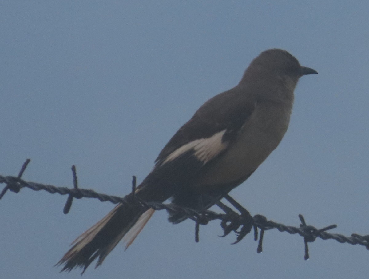 Northern Mockingbird - ML659864504