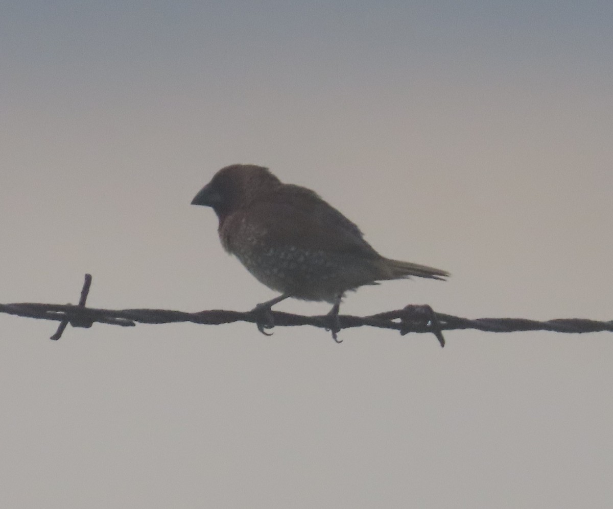 Scaly-breasted Munia - ML659864517