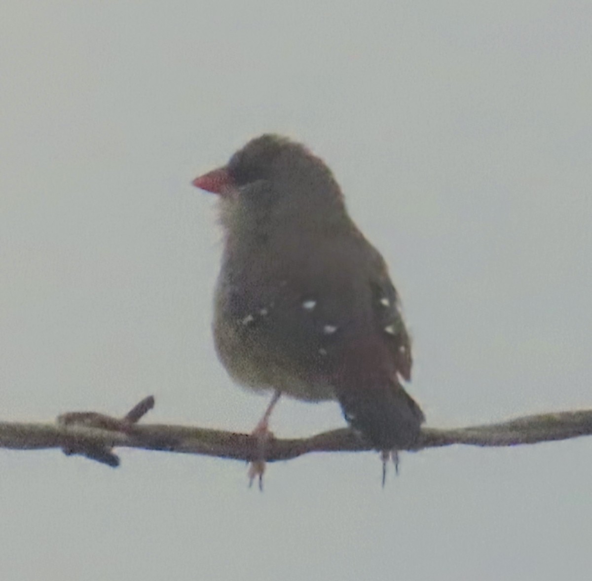 Red Avadavat - ML659864531