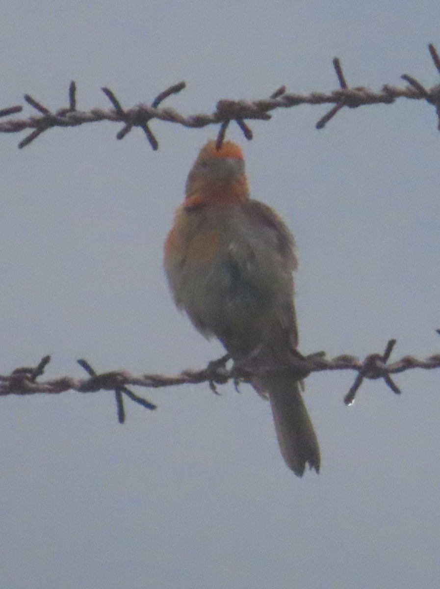 House Finch - ML659864539