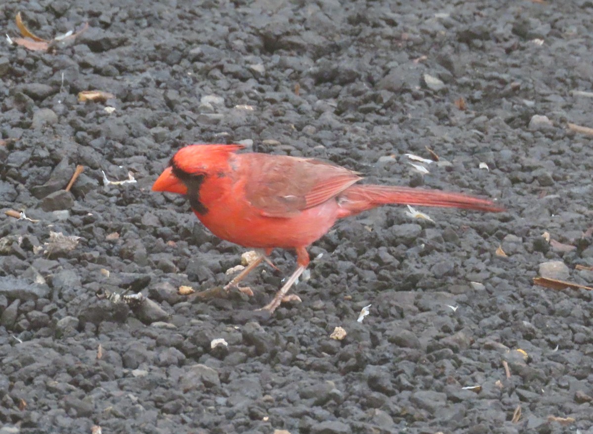 Northern Cardinal - ML659864549