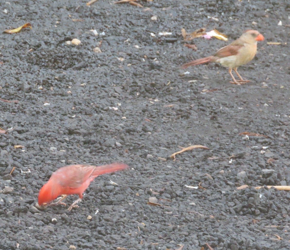 Northern Cardinal - ML659864550