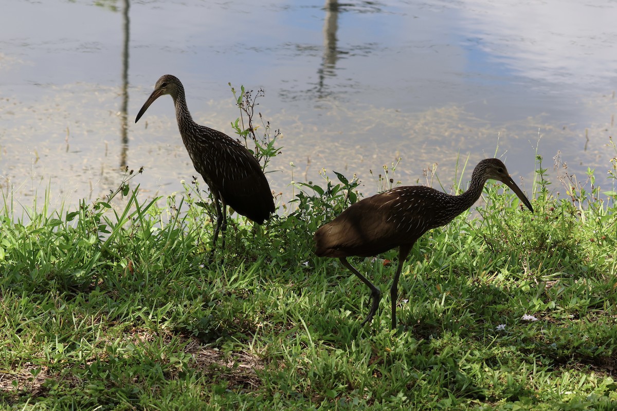 Limpkin (Speckled) - ML659865631