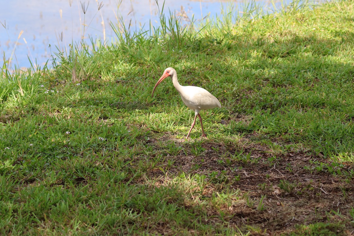 White Ibis - ML659865641