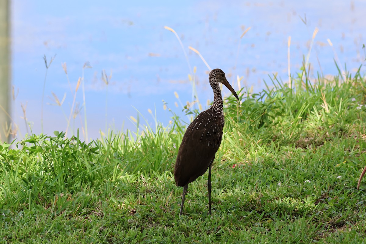 Limpkin (Speckled) - ML659865659