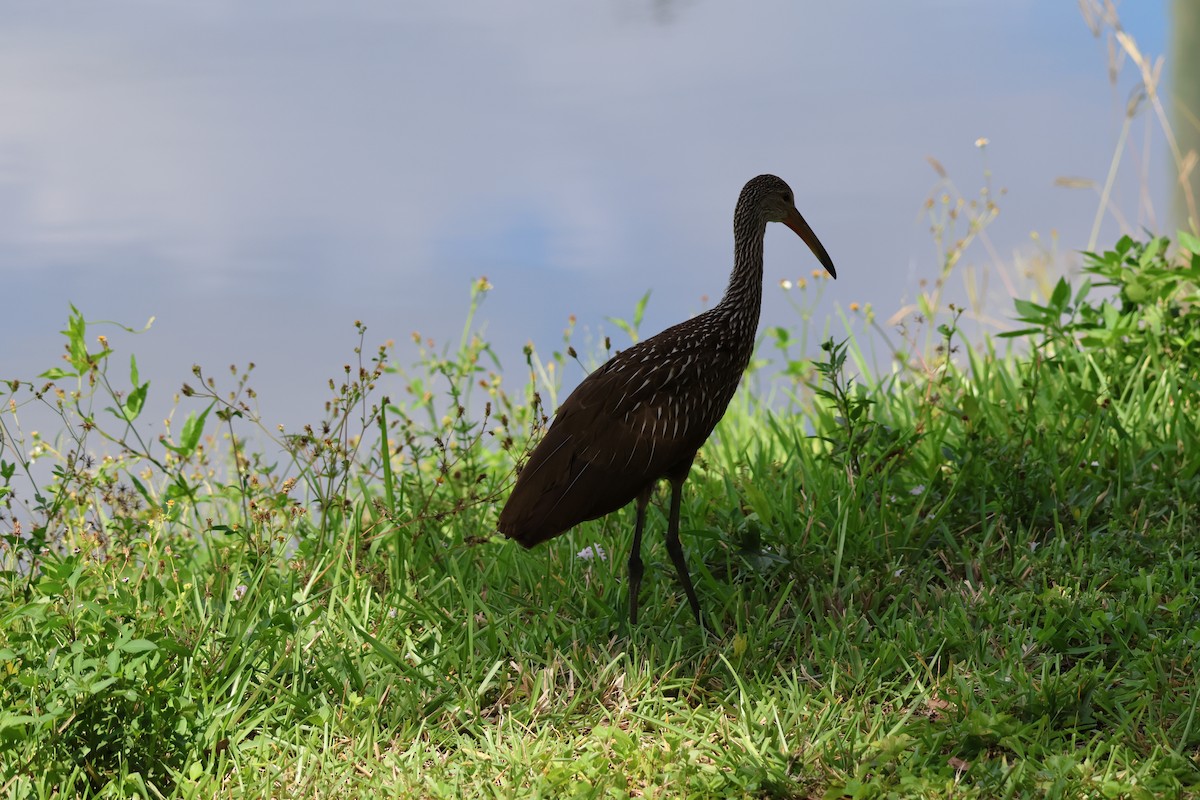 Limpkin (Speckled) - ML659865660