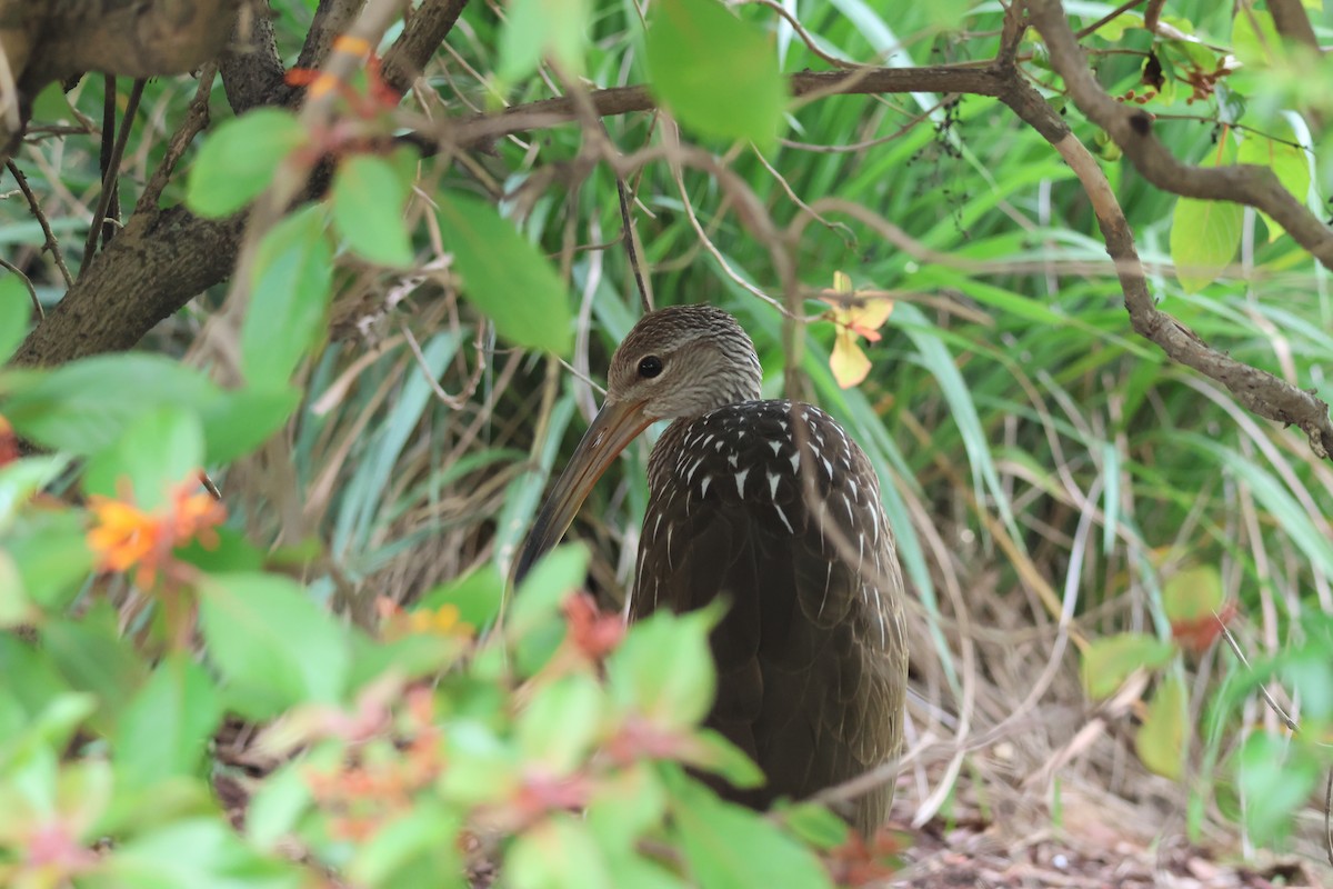 Limpkin (Speckled) - ML659865661
