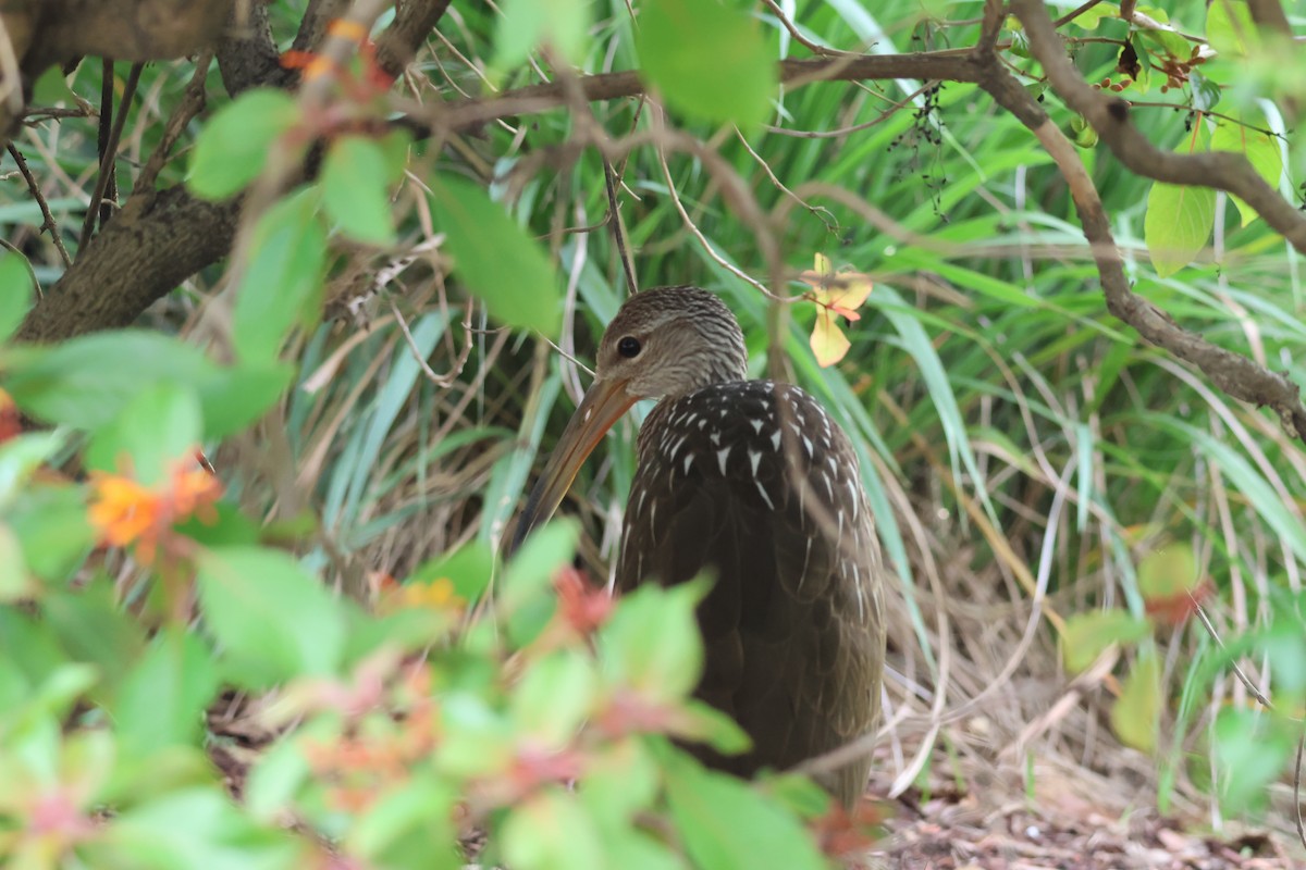 Limpkin (Speckled) - ML659865662