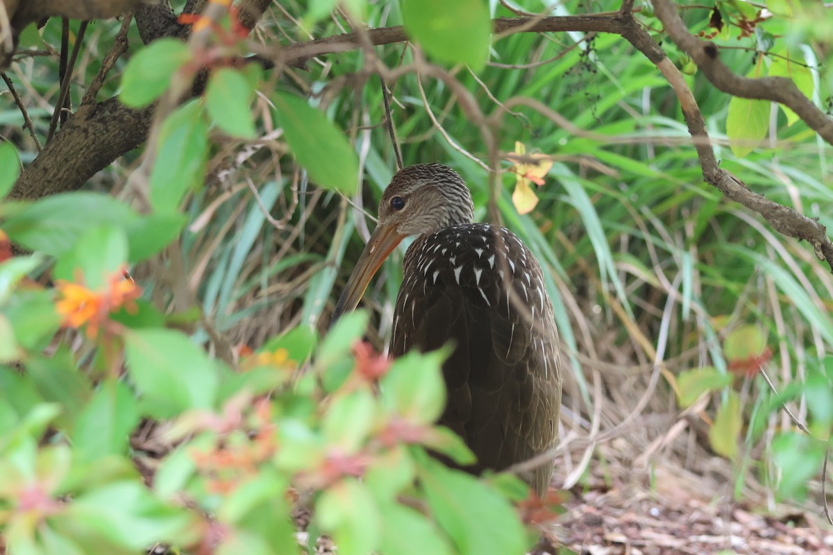 Limpkin (Speckled) - ML659865663