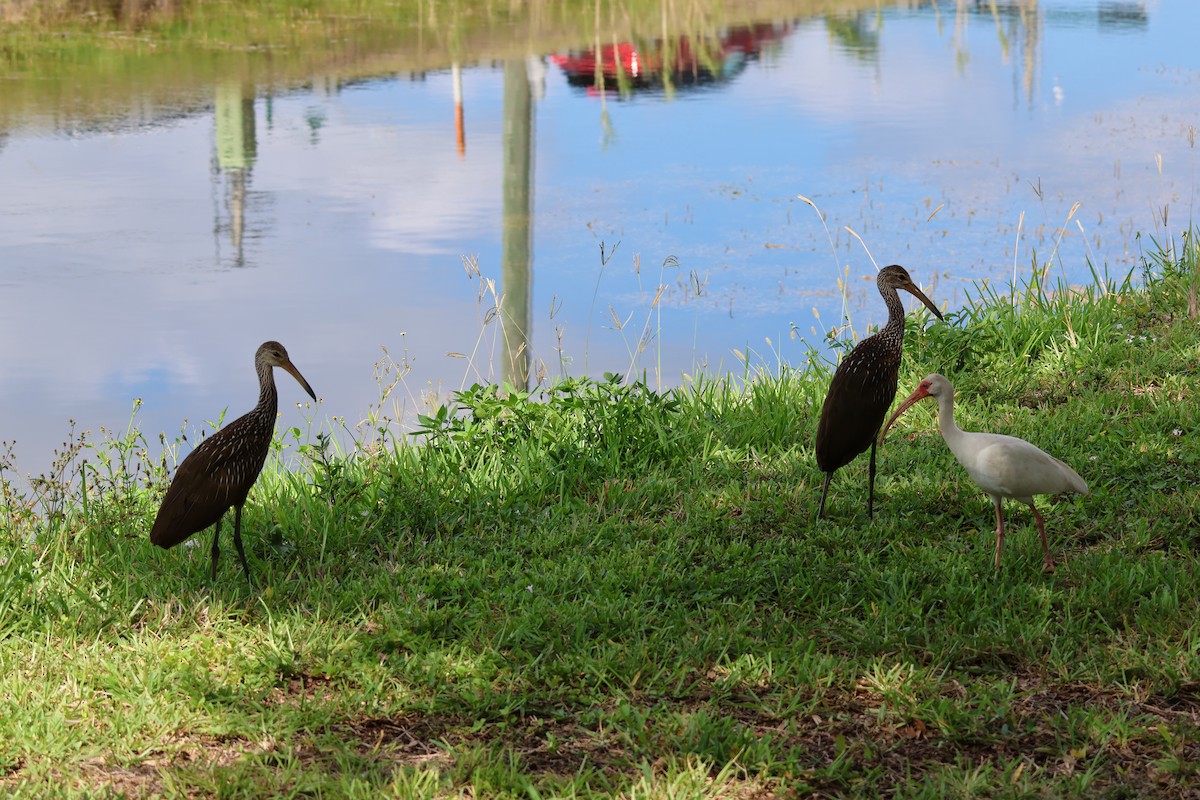 Limpkin (Speckled) - ML659865664